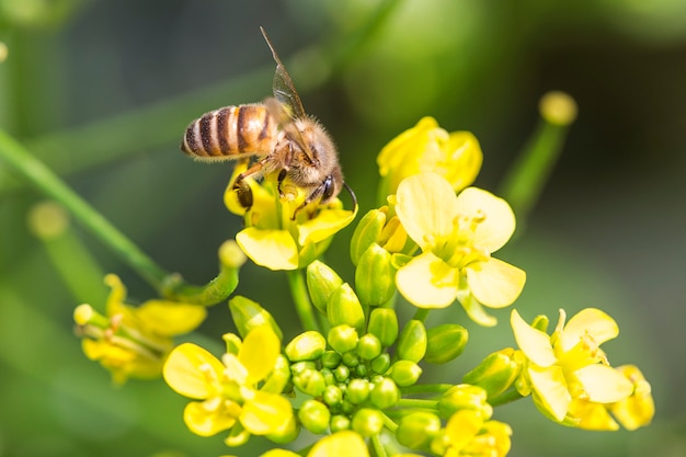 Miodowej pszczoły zbieracki pollen na canola kwiacie