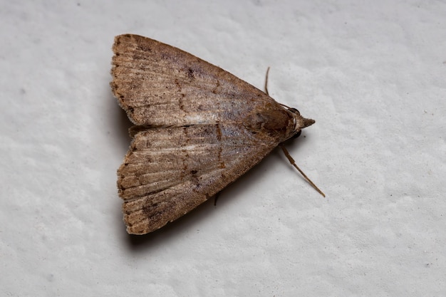 Miot Moth z podrodziny Herminiinae