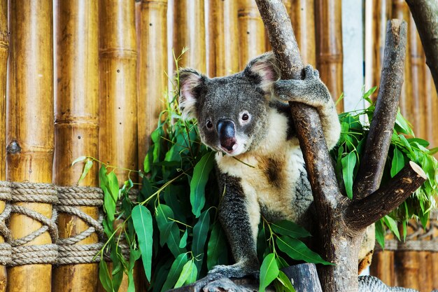 Miś koala w zoo