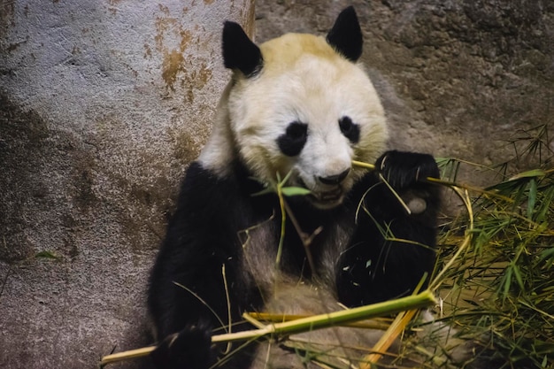 Miś Panda jedzący bambus