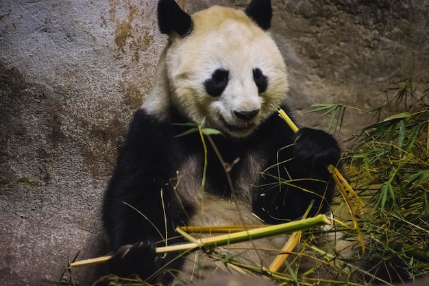 Miś Panda jedzący bambus