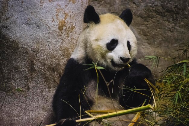 Miś Panda jedzący bambus