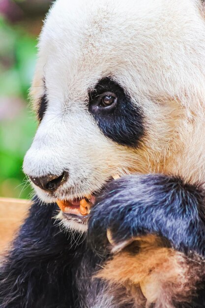 Miś panda jest widziany w zoo.