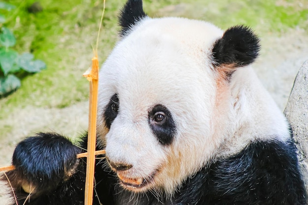 Miś panda zjada bambusa w zoo.