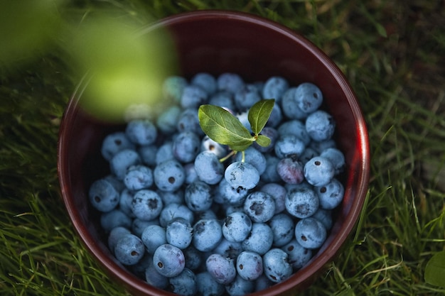 Miska gliniana ze świeżą borówką Vaccinium myrtillus na zielonej trawie na zewnątrz Świeże borówki ogrodoweWidok z góry