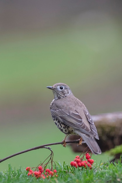 Mistle pleśniawki lub Stormcock (Turdus viscivorus) Leon, Hiszpania