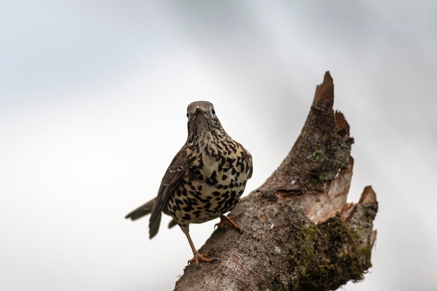 Mistle pleśniawki lub Stormcock (Turdus viscivorus) Leon, Hiszpania