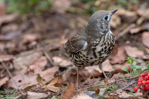 Mistle pleśniawki lub Stormcock (Turdus viscivorus) Leon, Hiszpania