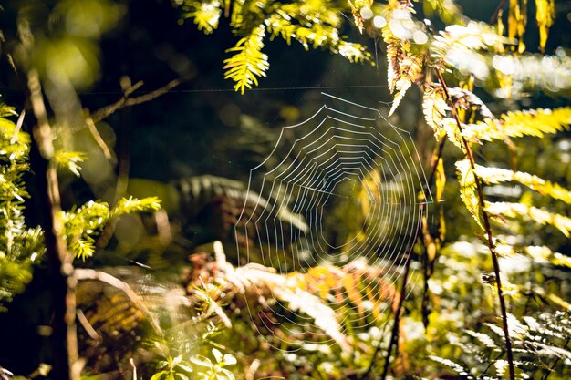 Zdjęcie misty forest drzewa w lesie na słowacji koncepcja ekosystemu lasu deszczowego i zdrowego środowiska mglisty poranek