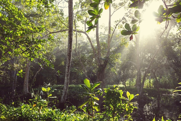 Misty Rainforest W Kostaryce W Ameryce środkowej