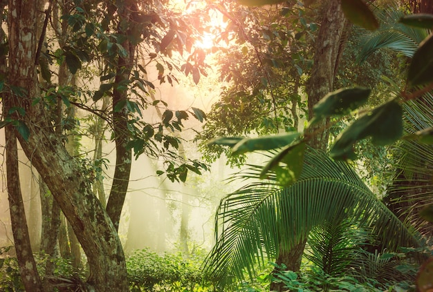 Misty Rainforest w Kostaryce w Ameryce Środkowej