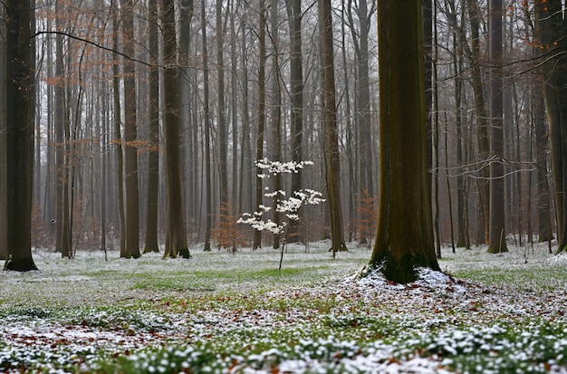 Misty zimowa przemiana leśna