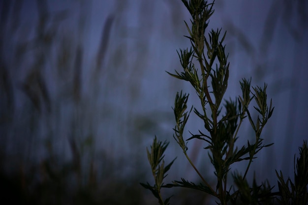 Zdjęcie mistycznie piękna letnia noc naturalny nastrój krajobrazu z zieloną trawą i mgłą na polu