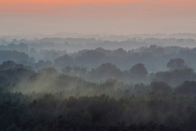 Mistyczny widok z góry na las pod mgłą wczesnym rankiem.