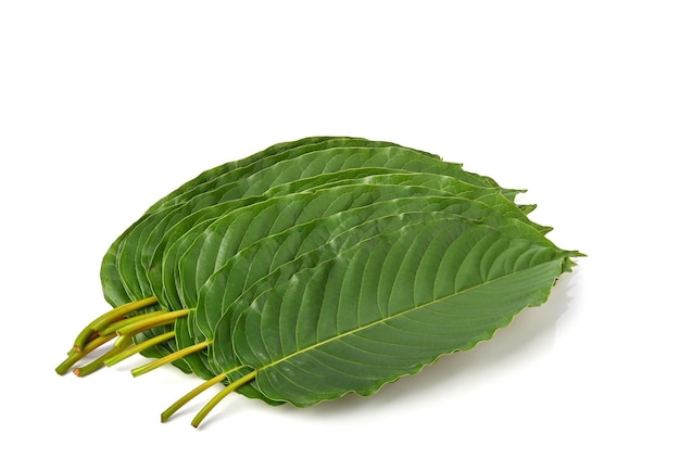 Mitragyna speciosa kratom liście na białym tle