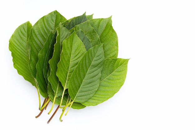 Mitragyna speciosa, świeże liście kratom na białym tle