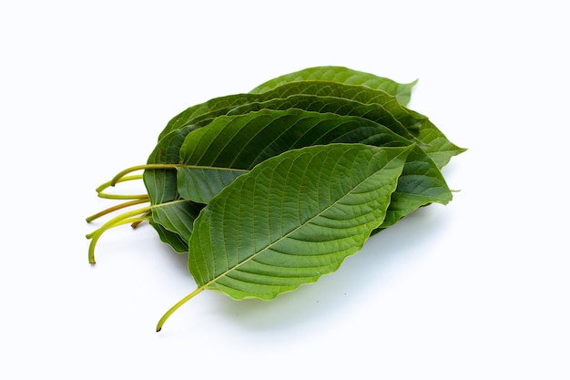 Mitragyna speciosa, świeże liście kratom na białym tle