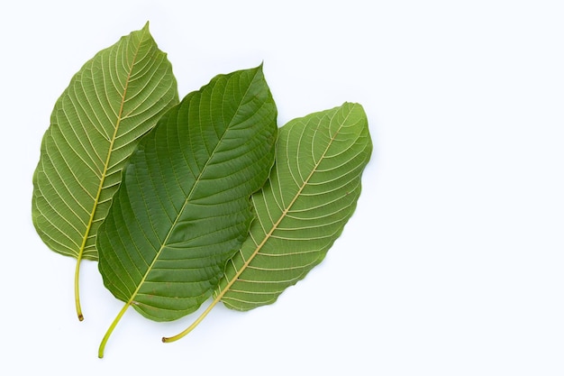 Mitragyna Speciosa, świeże Liście Kratom Na Białym Tle