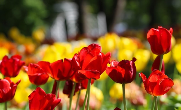 mix kwiatów tulipanów w wiosennym ogrodzie czerwone tulipany w podświetleniu