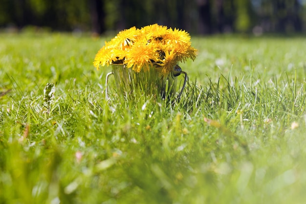 Mlecze w wiadrze na trawie bukiet żółtych kwiatów mniszka lekarskiego w słoneczny letni dzień