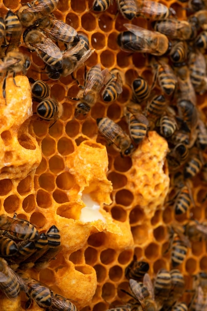 Mleczko pszczele w mleku pszczelim Pszczoły pracują obok larwy królowej pszczół i plastra miodu