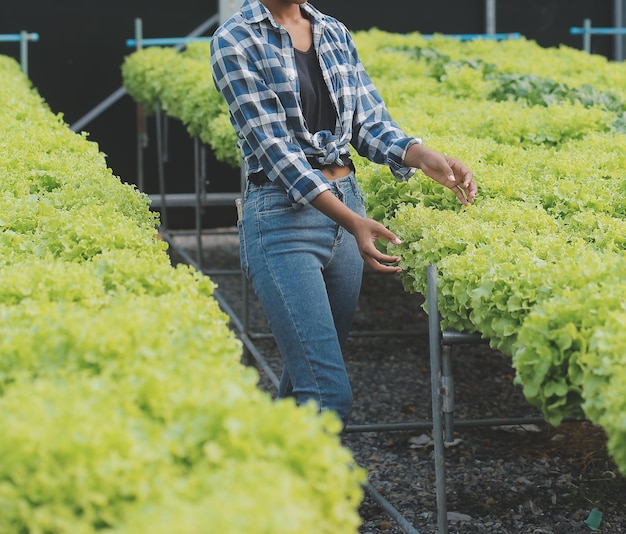 Młoda azjatycka kobieta i starszy rolnik pracujący razem w ekologicznej farmie warzywnej sałatki hydroponicznej Właściciel nowoczesnego ogrodu warzywnego za pomocą tabletu cyfrowego sprawdza jakość sałaty w ogrodzie szklarniowym