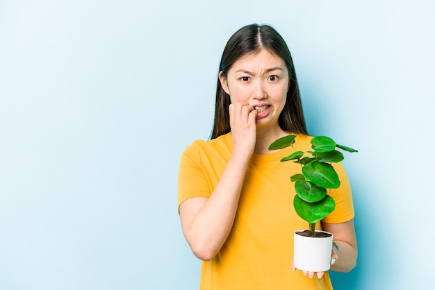 Młoda azjatycka kobieta trzyma roślinę odizolowaną na niebieskim tle gryząc paznokcie nerwowo i bardzo niespokojnie
