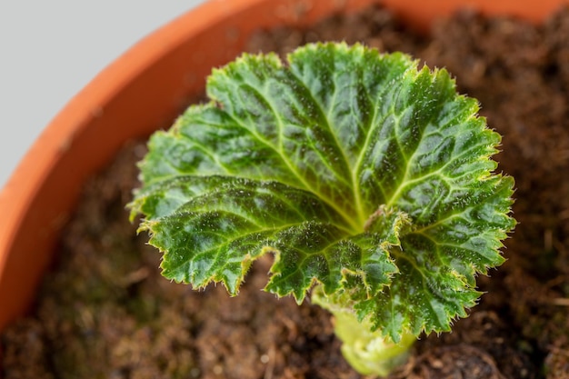 Młoda begonia bulwiasta w doniczce Rośliny domowe Hobby Kwiaciarstwo