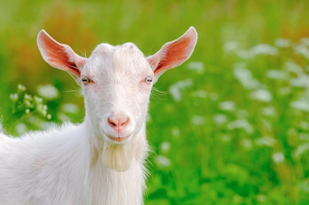 Młoda biała koza na łące Portret zwierząt gospodarskich Fullface Zbliżenie Spogląda w obiektyw