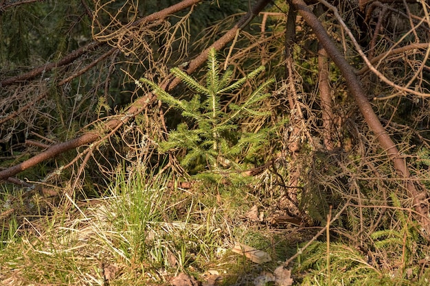 Młoda choinka mała choinka w lesie