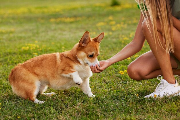 Młoda dziewczyna trenuje Pembroke Welsh Corgi w parku w słoneczną pogodę szczęśliwe psy koncepcja