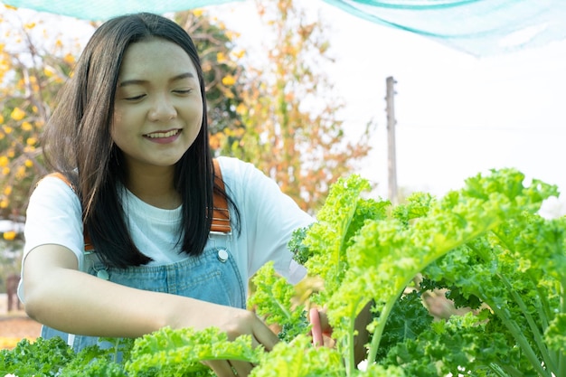 Młoda dziewczyna za pomocą nożyczek wyciąć zielony świeży jarmuż, organiczne hydroponiczne warzywo, biznes domowy.