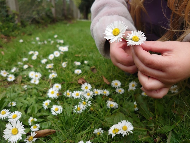 Młoda dziewczyna zbiera kwiaty daisy w ogrodzie