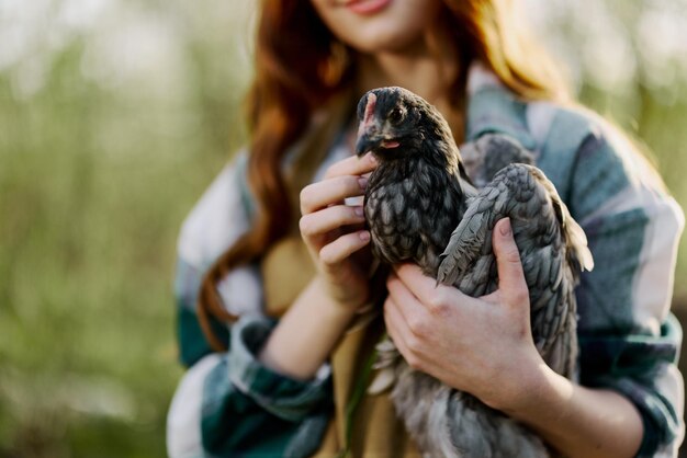 Młoda farmerka pokazuje zbliżenie kurczaka, trzymając go do kontroli Gospodarstwo ekologiczne i zdrowe ptaki