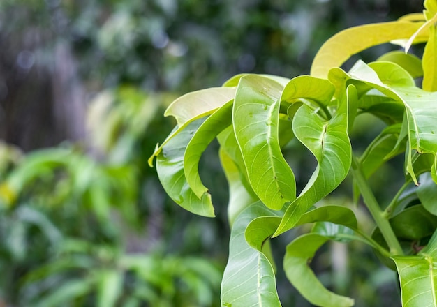 Młoda gałąź drzewa mango z bliska z miejsca na kopię