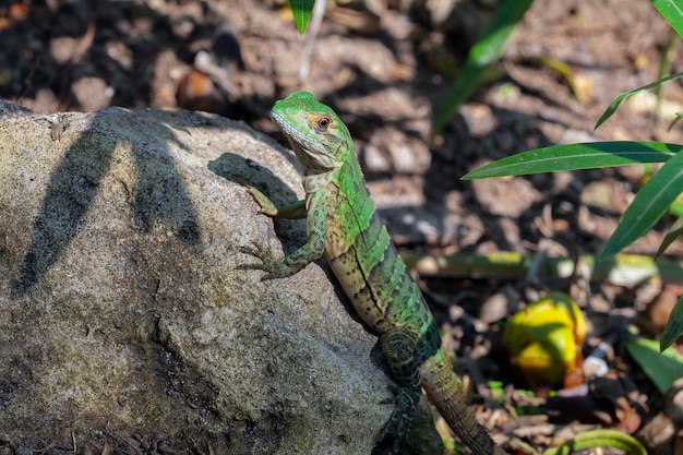 Młoda Iguana Na Półwyspie Jukatan