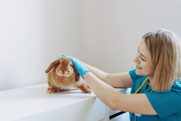 Młoda kaukazyjska weterynarz badająca czerwonego króliki Obraz z selektywnym skupieniem