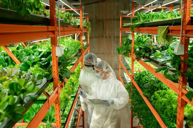 Młoda kobieta-agroinżynier ze schowkiem wyjaśniająca swojemu afrykańskiemu koledze, jakie rodzaje sałaty rosną na jednej z półek podczas pracy