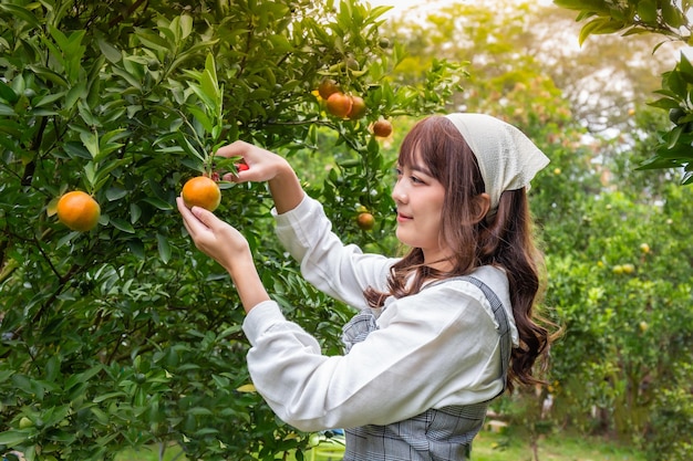 Młoda Kobieta Ardener Jest Ubranie Dla Zbiorów Ogrodnictwo Organiczne Pomarańczowe Drzewo I Używa Nożyczek Do Cięcia Pomarańczów Na Drzewach W Ogrodzie Koncepcja Rolnik Pracuje W Ogrodzie Szczęśliwie