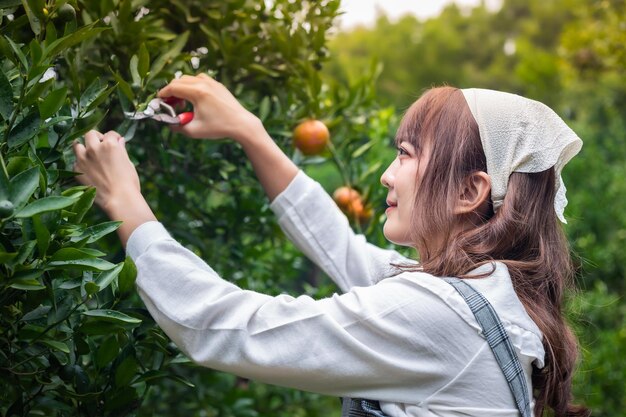 Zdjęcie młoda kobieta ardener jest ubranie dla zbiorów ogrodnictwo organiczne pomarańczowe drzewo i używa nożyczek do cięcia pomarańczów na drzewach w ogrodzie koncepcja rolnik pracuje w ogrodzie szczęśliwie