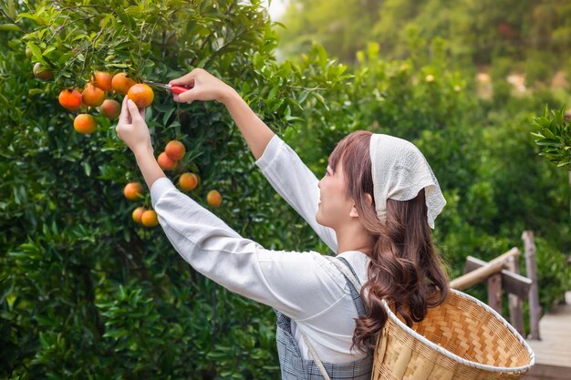 Młoda Kobieta Ardener Jest Ubranie Z Koszem Do Zbiorów Ogrodnictwo Organiczne Pomarańczowe Drzewo I Używa Nożyczek Do Cięcia Pomarańczów Na Drzewach W Ogrodzie Koncepcja Rolnik Pracuje W Ogrodzie Szczęśliwie