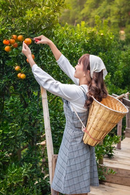 Zdjęcie młoda kobieta ardener jest ubranie z koszem do zbiorów ogrodnictwo organiczne pomarańczowe drzewo i używa nożyczek do cięcia pomarańczów na drzewach w ogrodzie koncepcja rolnik pracuje w ogrodzie szczęśliwie