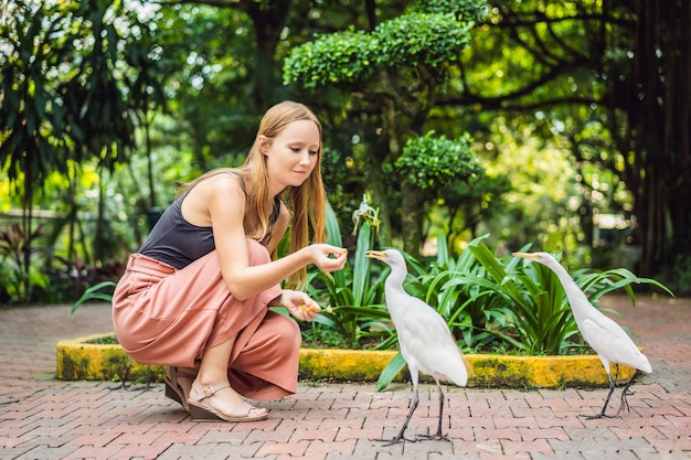 Młoda kobieta karmiąca koziorożce w parku Czapla biała Czapla zwyczajna Bubulcus ibis Waters Edge