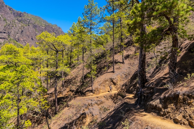 Młoda Kobieta Na Pięknym Szlaku Trekkingowym La Cumbrecita Na Wyspie La Palma Obok Caldera De Taburiente Na Wyspach Kanaryjskich. Hiszpania