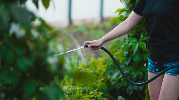 Zdjęcie młoda kobieta podlewa ogród warzywny z węża zbliżenie kobiecego podlewania koncepcja letniej i ogrodowej pielęgnacji produktów ekologicznych i ekologicznego stylu życia