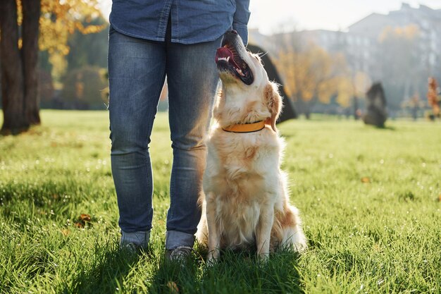 Młoda kobieta spaceruje z Golden Retriever po parku