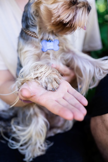 Młoda Kobieta Trzyma W Ręku Małą łapę Psa Yorkshire Terrier