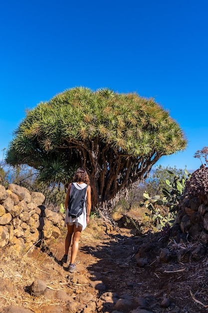 Młoda kobieta w gigantycznym smoczym drzewie na szlaku Las Tricias. Miasto Garafia na północy wyspy La Palma na Wyspach Kanaryjskich