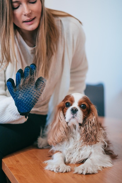 Młoda kobieta w groomingu sanon usuwa sierść z powierzchni psiej sierści specjalnym grzebieniem dla zwierząt. Cavalier King Charles Spaniel. Działalność zawodowa. Piękno i zdrowie. Opieka nad psem. Pielęgnacja.