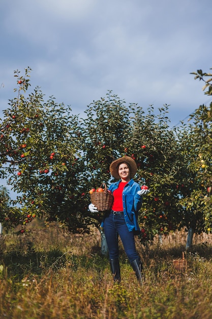Młoda kobieta w kapeluszu pracownik w ogrodzie niesie czerwone dojrzałe jabłka w wiklinowym koszu Zbieranie jabłek jesienią